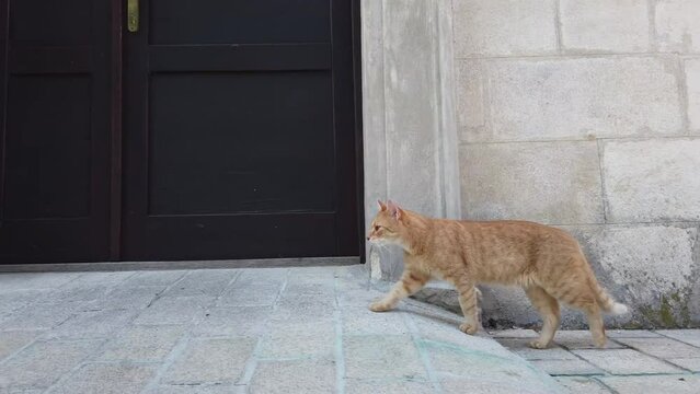 cat walking along the wall