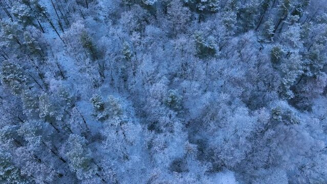 Snowy landscape of beech and wild pine forests in Puerto de los Tornos, between Cantabria and Burgos. Aerial view from a drone. Town of Aguera. The Merindades. Burgos. Castile and Leon, Spain, Europe