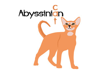 Abyssinian cat in flat style. Abyssinian cat illustration isolated on white background. vector illustration