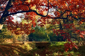 Store enrouleur  Picturesque view of park with beautiful trees. Autumn season  © New Africa