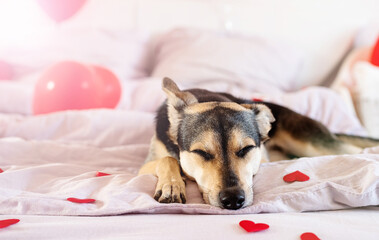 Puppy on decorated for valentines day bed with red baloons