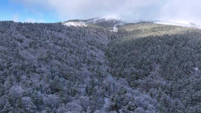 Snowy landscape of beech and wild pine forests in Puerto de los Tornos, between Cantabria and Burgos. Aerial view from a drone. Town of Aguera. The Merindades. Burgos. Castile and Leon, Spain, Europe