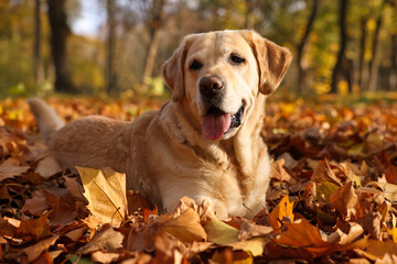 Cute Labrador Retriever dog on fallen leaves in sunny autumn park