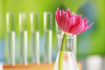 Beautiful pink flower in laboratory glassware against blurred test tubes, closeup. Space for text