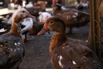 Many Muscovy ducks in farmyard on sunny day. Rural life