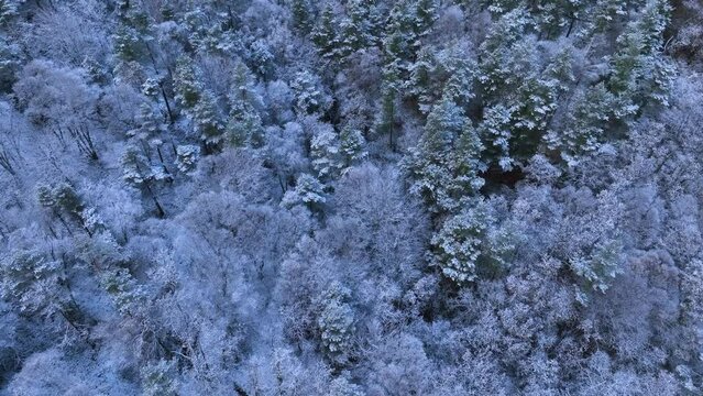 Snowy landscape of beech and wild pine forests in Puerto de los Tornos, between Cantabria and Burgos. Aerial view from a drone. Town of Aguera. The Merindades. Burgos. Castile and Leon, Spain, Europe