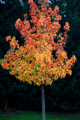 Autumn colors in an urban park