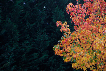 Naklejka na ściany i meble Autumn colors in an urban park