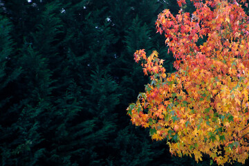 Fototapeta na wymiar Autumn colors in an urban park