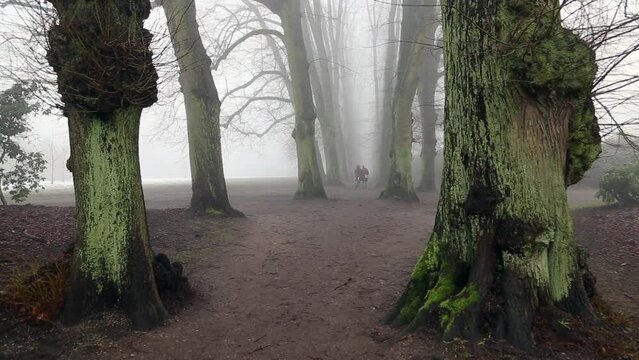 Hirschpark Hamburg, oak tree alley in the fog, full HD 1080p footage
