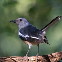 Oriental Magpie-Robin