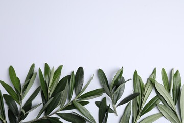 Olive twigs with fresh green leaves on white background, flat lay. Space for text