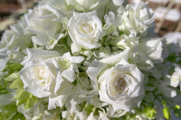 A bouquet of white roses for a wedding ceremony arranged together in many flowers There was water droplets on the petals. Looks fresh and beautiful.