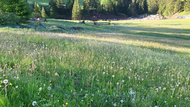 Blooming wildflower field during summer season in Val di Campo in Poschiavo, Canton Graubunden, Switzerland.