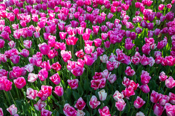 Fototapeta premium Close up of pink tulips in the garden 