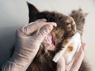 Vet removes dirty secretions from the cat's ear with a cotton pad.