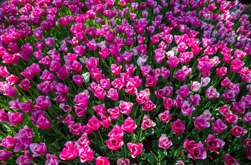 Close up of pink tulips in the garden 