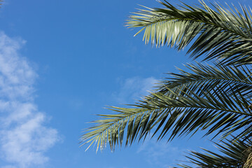 Palm branches against the blue summer sky. High quality photo