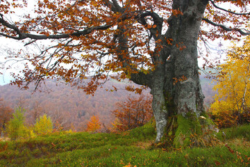 Beautiful day landscape of autumn yellow orange trees in the Ukrainian mountains in the Carpathians.