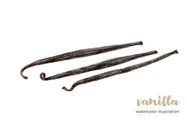 Dried vanilla pods isolated on white background. Three vanilla sticks hand drawn illustration.