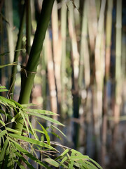 Fototapeta na wymiar bamboo forest as wall in the garden