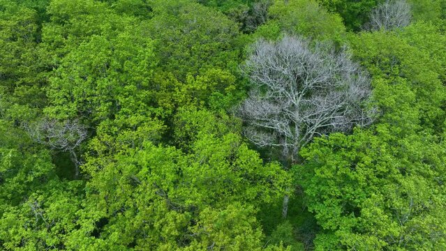 Forest in spring. Aerial view from a drone of the surroundings of the Sanctuary of Valvanuz. Selaya. Pasiegos Valleys. Cantabria. Spain. Europe