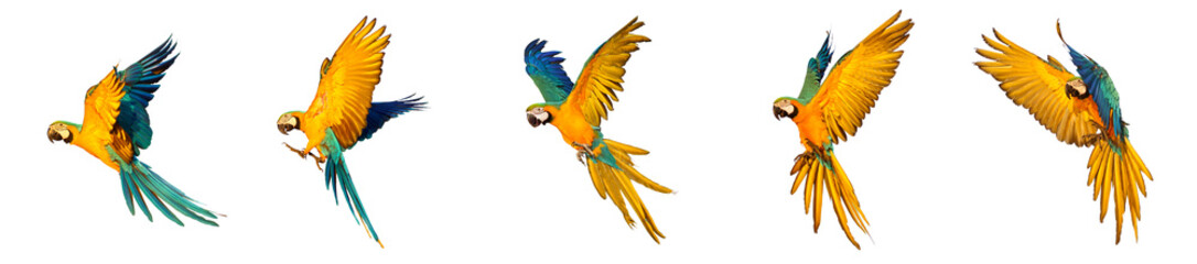 Set of macaw parrot flying isolated on transparent background.