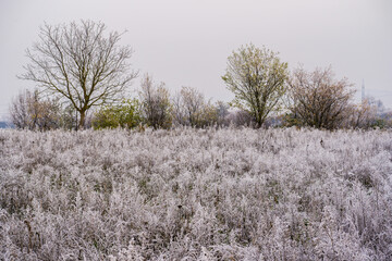 Hoar-covered meadow with winter trees behind