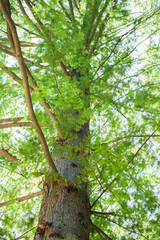 Mammutbaum Krone