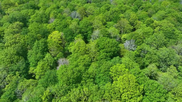 Aerial view from a drone of the surroundings of the Sanctuary of Valvanuz. Selaya. Pasiegos Valleys. Cantabria. Spain. Europe