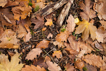 Blätter auf dem Waldboden