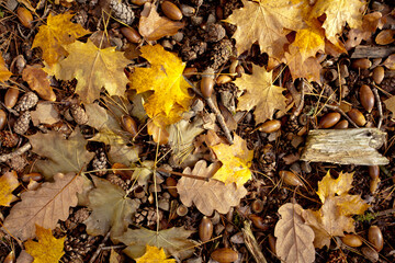 Waldboden im Herbst