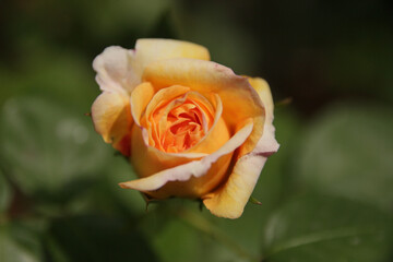 Beautiful flowers of yellow roses covered with drops of water in the garden.