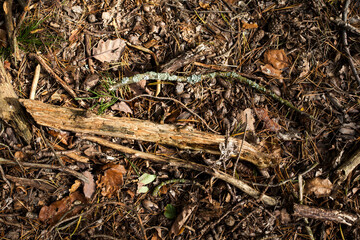 Waldboden im Herbst
