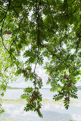 Blättervorhang mit Eberesche