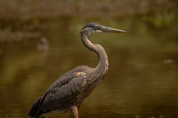 Portrait of a Great Blue Heron