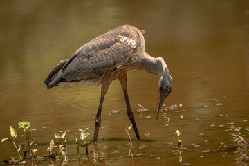 Great Blue Heron fishes in the marsh