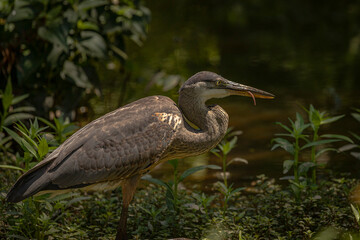 Portrait of a Great Blue Heron