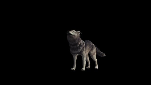 Wolf Howl Transparent Alpha Video
