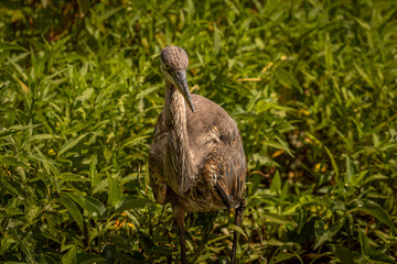 Portrait of a Great Blue Heron