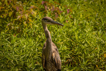 Portrait of a Great Blue Heron