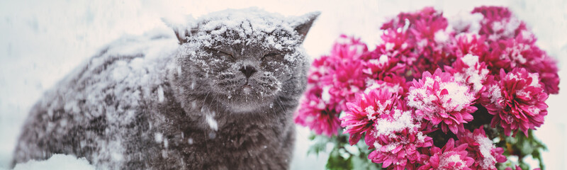 Blue British shorthair cat walking outdoors in the snow during snowfall. The cat sits near chrysanthemum flowers covered with snow. Horizontal banner