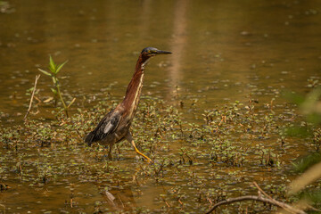 Green Heron fishes in the marsh