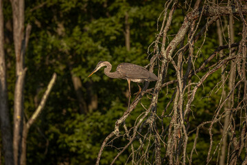 Great Blue Heron perched on a tree branch