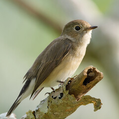 Taiga Flycatcher