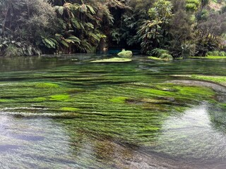 ブルースプリング プタルル ニュージーランド