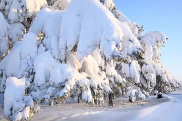 Snowy frosty fir branches. Snowy winter background. Natural forest light landscape. Snowfall. A beautiful tall tree and a rising sky. A frosty magical scene in an outdoor park. Sunny. Brightly. Snow. 