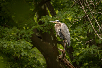 Great Blue Heron perched on a tree branch over the river