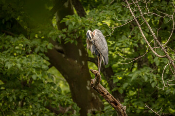 Great Blue Heron perched on a tree branch over the river
