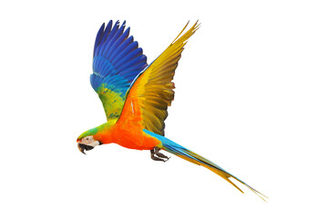 Colorful Catalina parrot flying isolated on transparent background png file